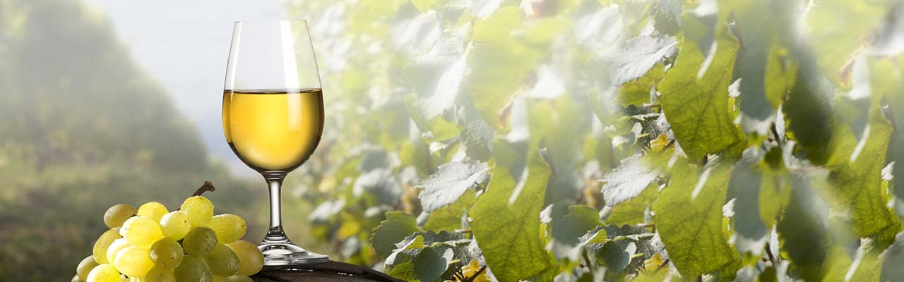 Wine and Food Holidays in Farmhouse