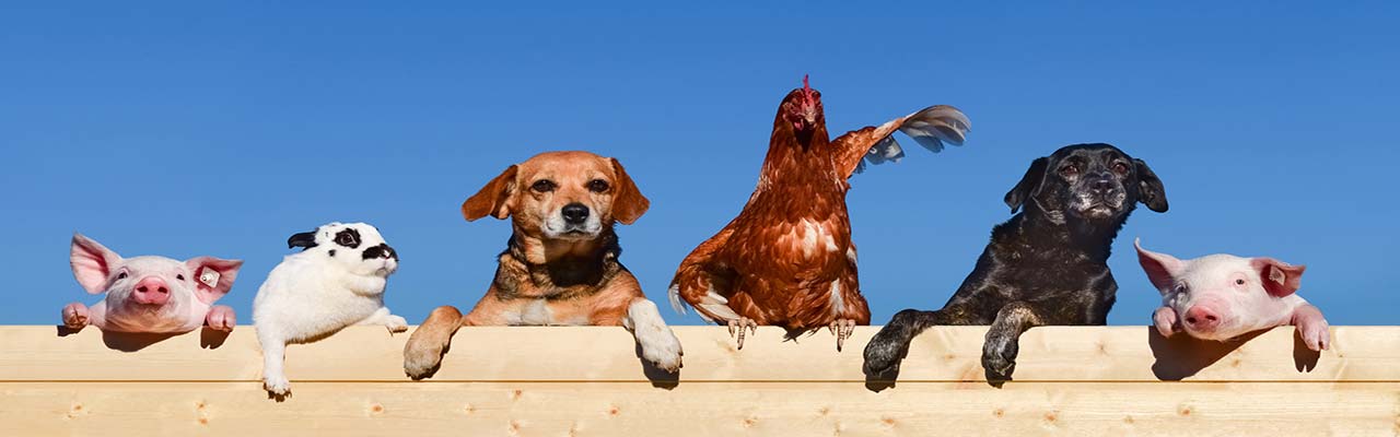 Farms with animals in Lombardy