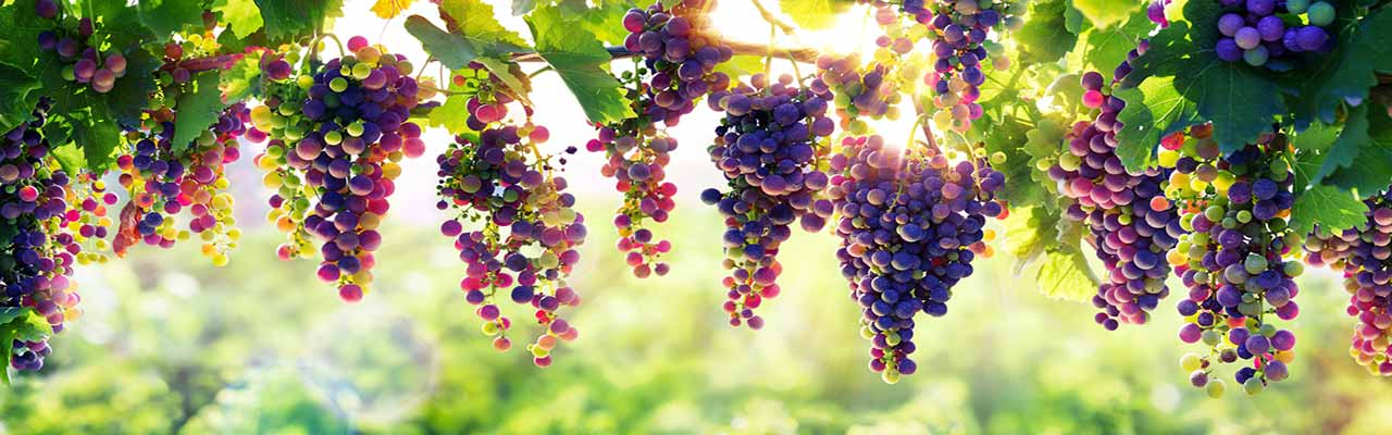 Tuscany vineyard holidays