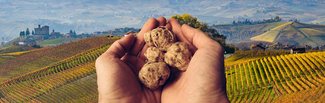Truffle tasting in Farmhouse