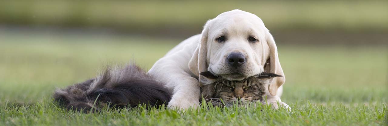 Animal-friendly Farmhouse