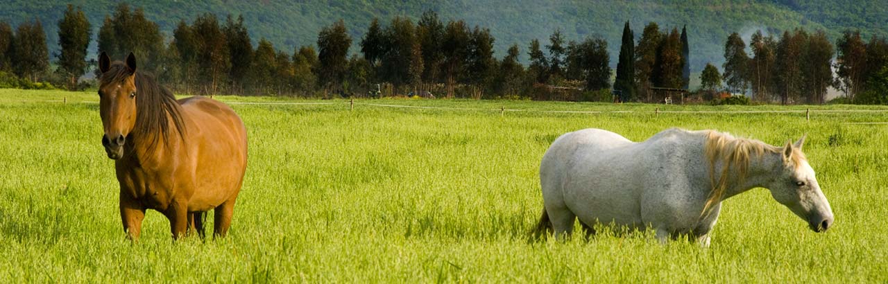 Farmhouses with riding school in Lombardy