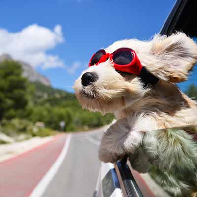 Holidays with pets: pet-friendly accomodation in Italy