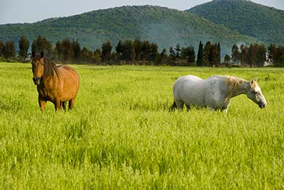 Farmhouse with stables